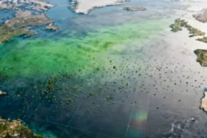 Ocean Productivity Crisis: Marine Carbon Sequestration Capacity Declining as Waters Warm - Professional coverage