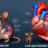 Mitochondrial Protein Discovery Reveals New Pathway for Heart Failure Prevention