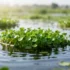 Nature’s Water Purifiers: Global Study Quantifies Economic Advantages of Floating Wetlands