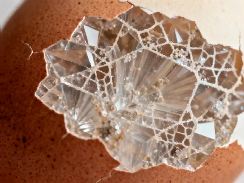 Pigeon Eggshells Reveal Evolutionary Blueprint for Advanced Biomimetic Materials