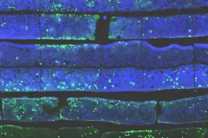 Google Says It's Not Reading Your Gmail for AI Training - Professional coverage